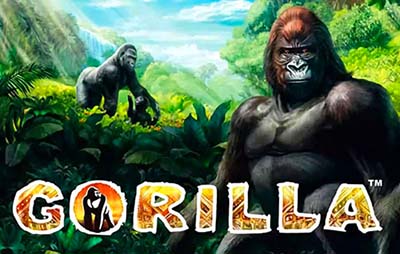 Gorilla